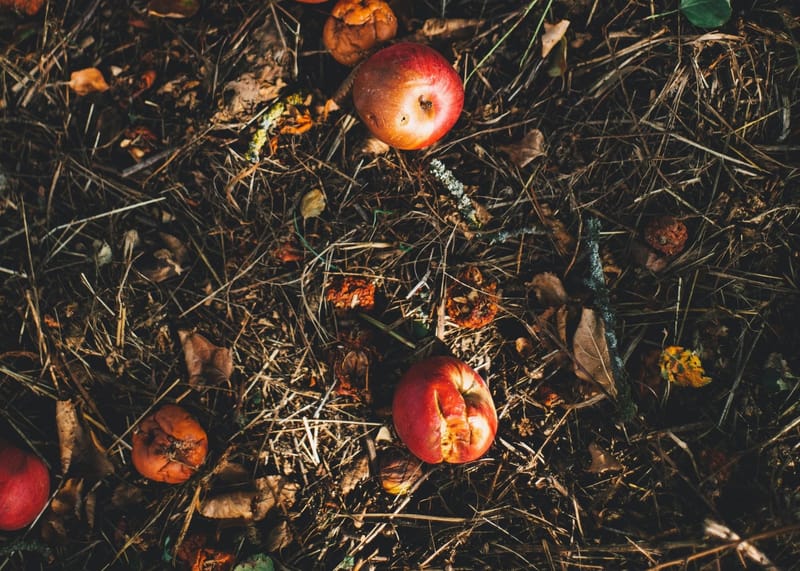 Compostage et verger partagé