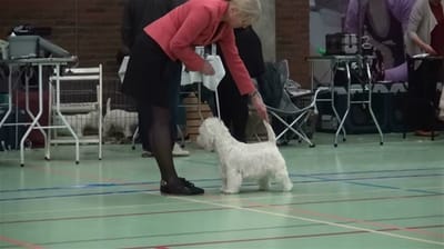 Mechta Nataly Prominent