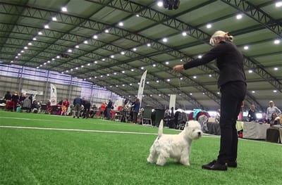 Mechta Nataly Prominent