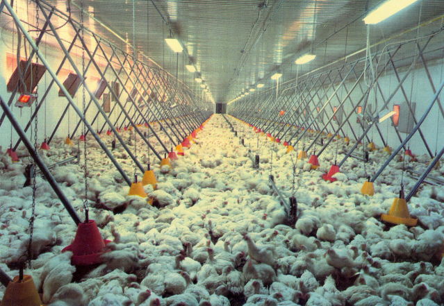 FELSŐPÁLYÁS ETETŐSOR ÉS TARTOZÉKAI