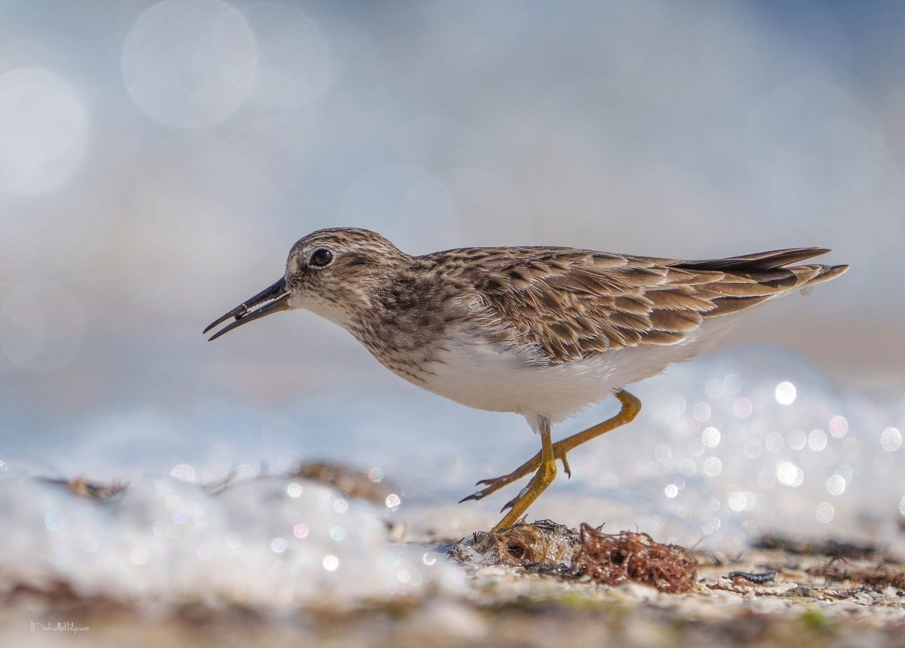 Welcome to Indiana Birdography!