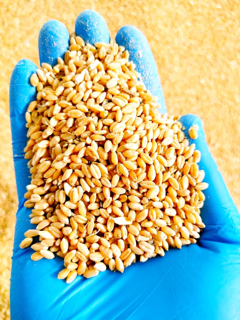 Local and Imported Wheat Grain Supply Services