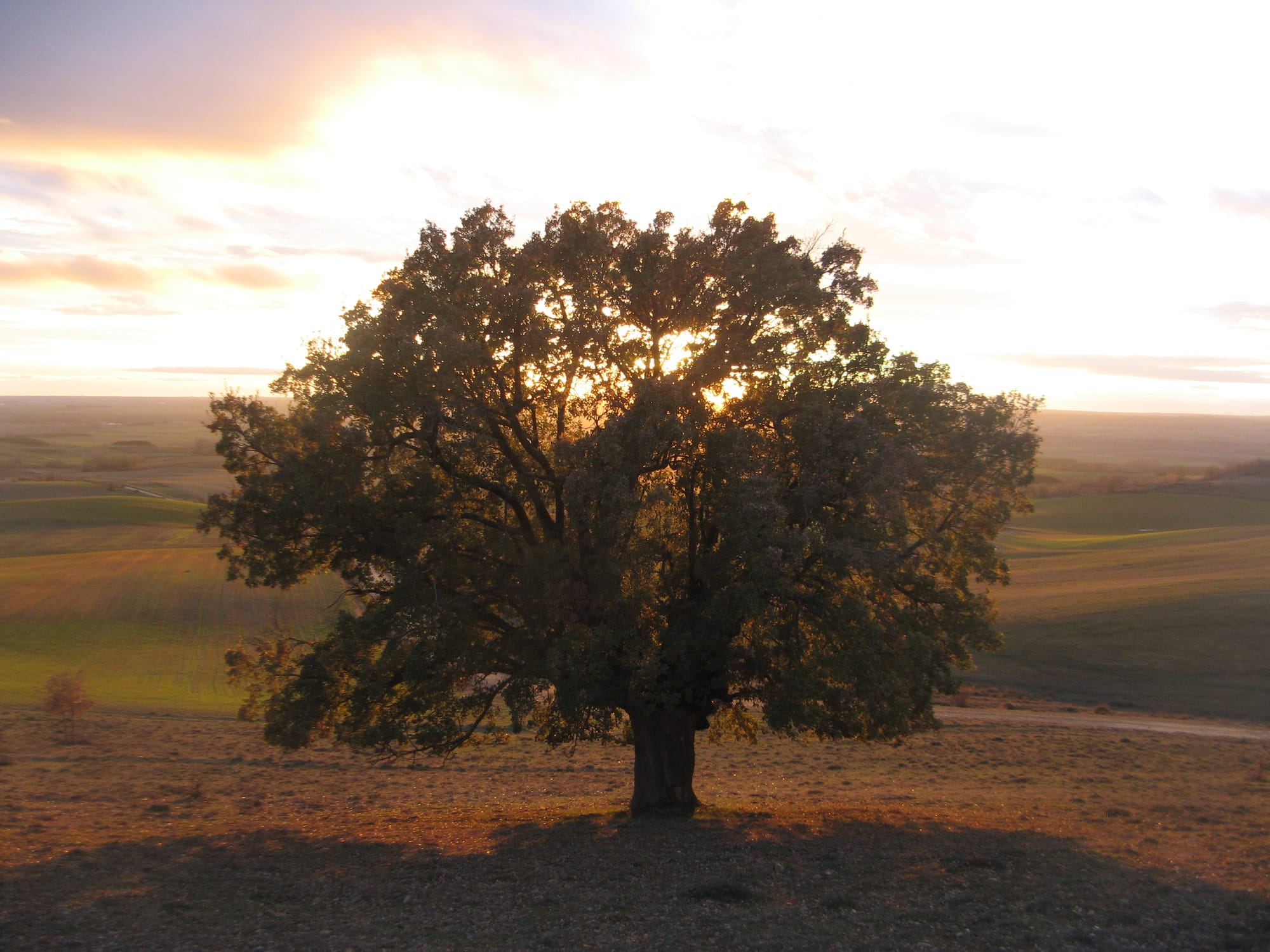 Pieronte, el árbol de los abrazos