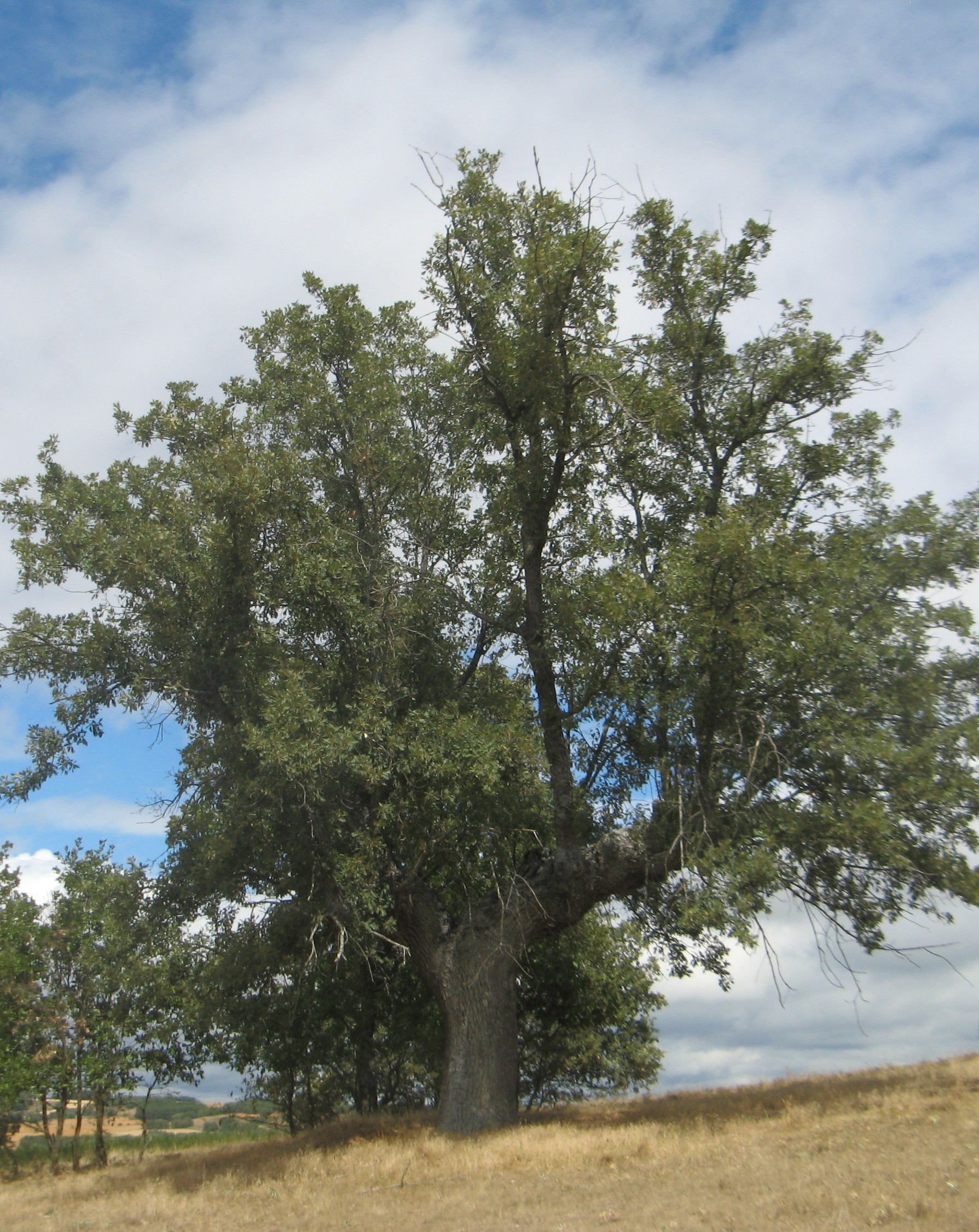 Corralero