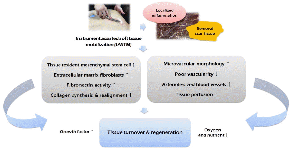 TERRIER-TYPE SOFT TISSUE AND JOINT MOBILIZATION TECHNIQUE