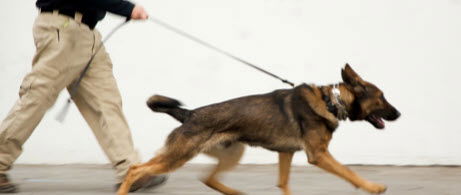 K9 - Explosives and Firearm Detection