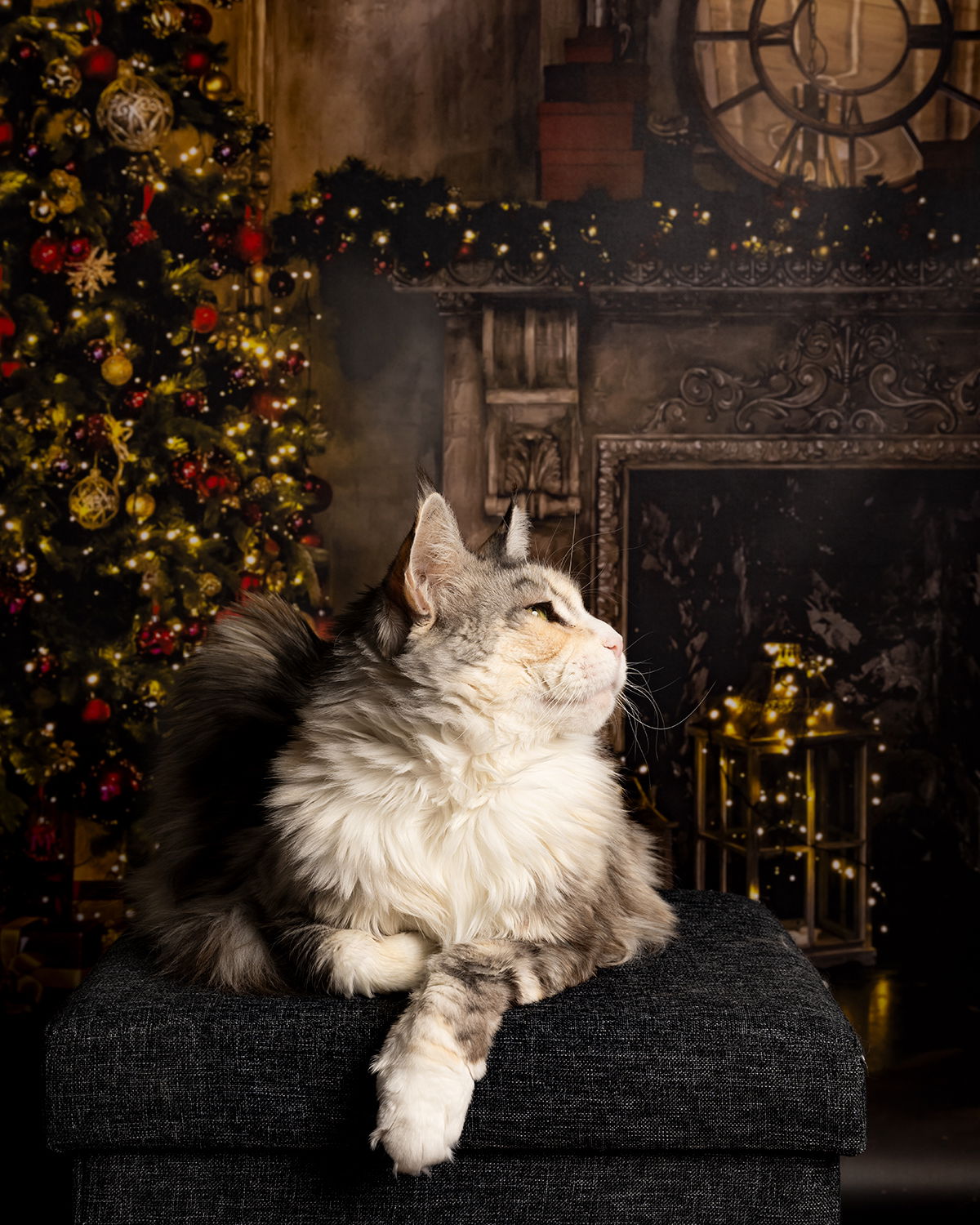 New Christmas pictures of Titiyo