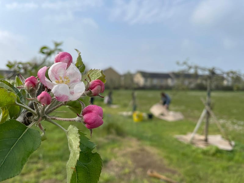 THE FIRST COMMUNITY WORK DAY AT CAMBRIDGE ORCHARD PARK COMMUNITY ORCHARD