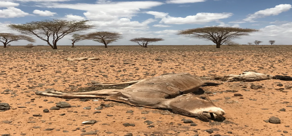 DEVASTATING EFFECTS OF CLIMATE CHANGE ON BORANA PASTORALIST COMMUNITIES.