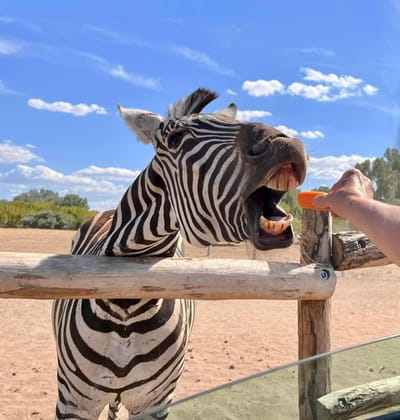 Richter Safari Park-Mađarska - Másolás