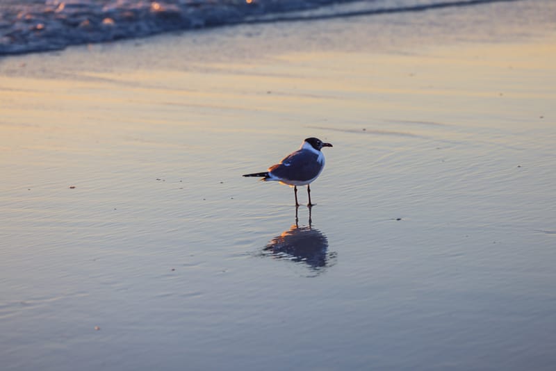 Embark on a visual journey with my lens as I capture the beauty, culture, and moments of destinations worldwide.