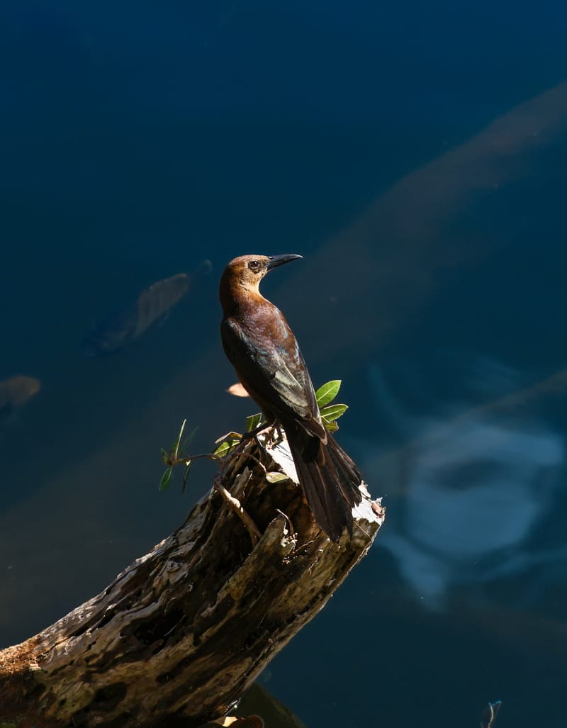 Embark on a visual journey with my lens as I capture the beauty, culture, and moments of destinations worldwide.