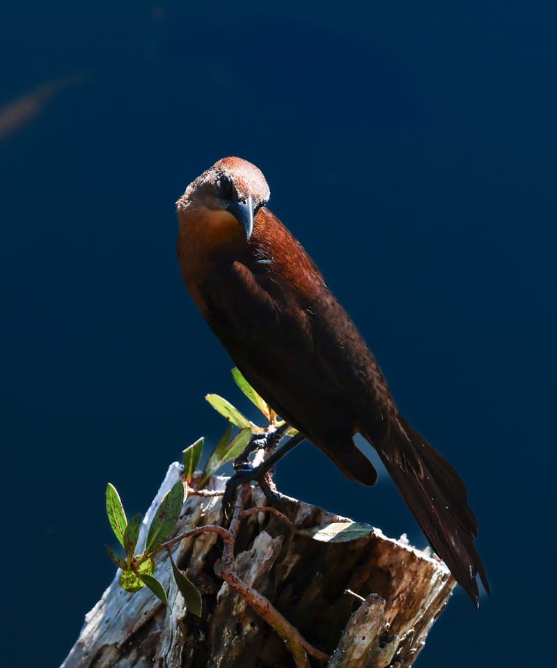 Embark on a visual journey with my lens as I capture the beauty, culture, and moments of destinations worldwide.