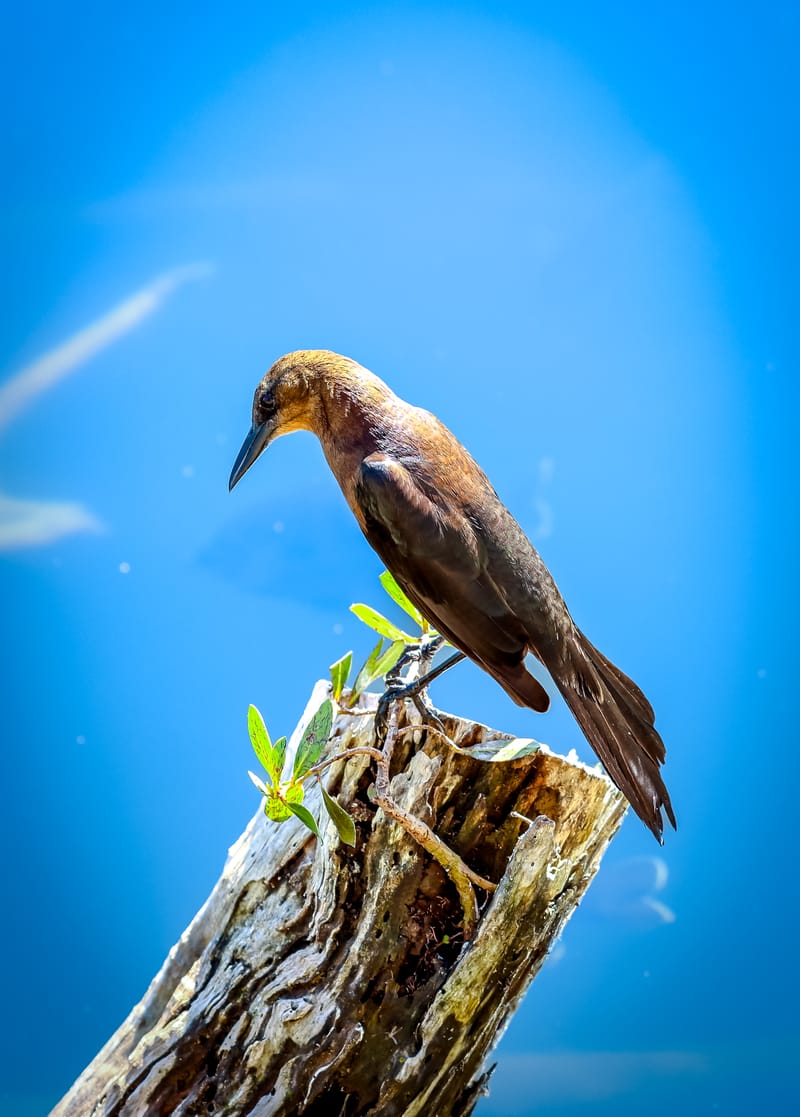 Embark on a visual journey with my lens as I capture the beauty, culture, and moments of destinations worldwide.