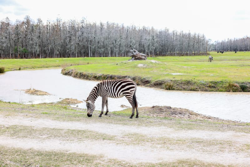 Embark on a visual journey with my lens as I capture the beauty, culture, and moments of destinations worldwide.