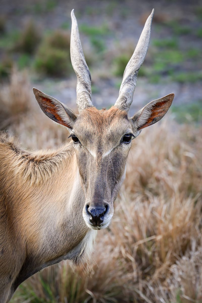 Embark on a visual journey with my lens as I capture the beauty, culture, and moments of destinations worldwide.
