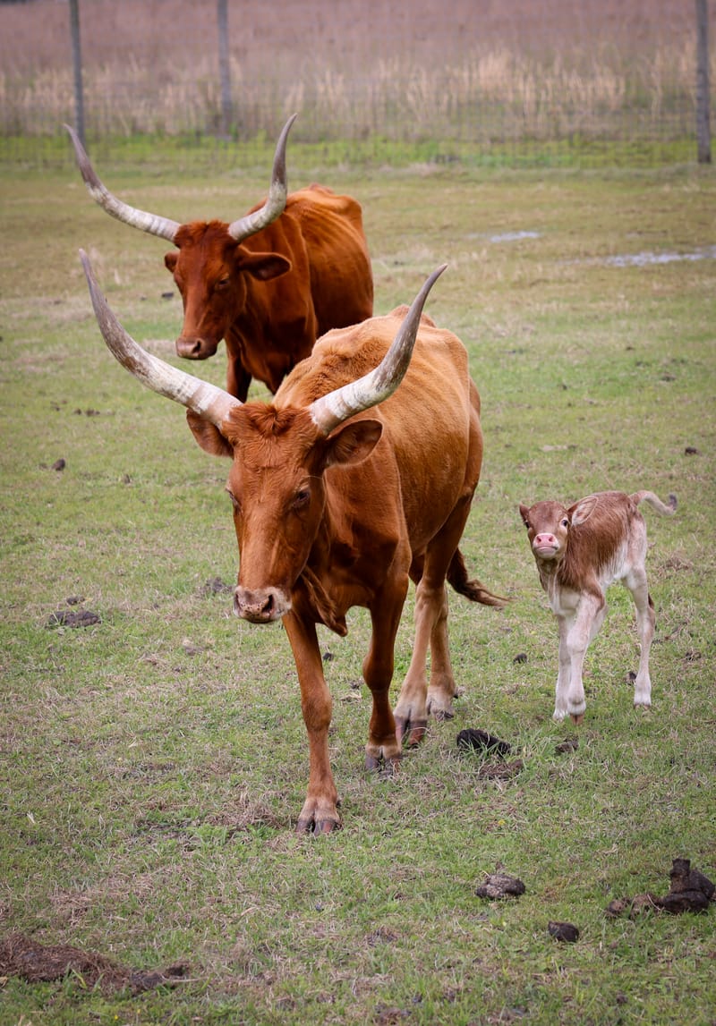 Embark on a visual journey with my lens as I capture the beauty, culture, and moments of destinations worldwide.