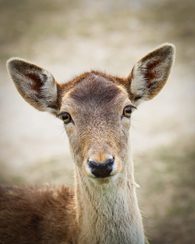 Embark on a visual journey with my lens as I capture the beauty, culture, and moments of destinations worldwide.