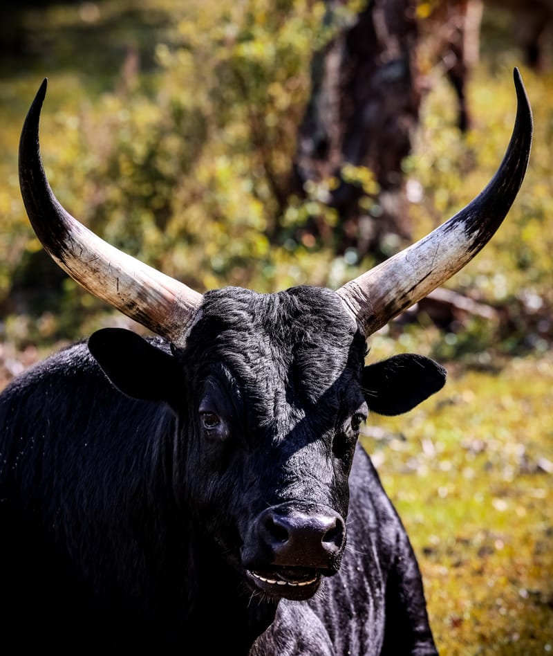 Embark on a visual journey with my lens as I capture the beauty, culture, and moments of destinations worldwide.