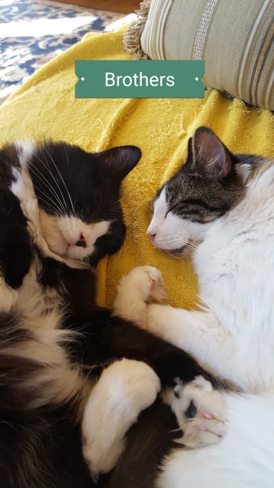 Pet Rescue: Meet Our Pet Family! Part 1