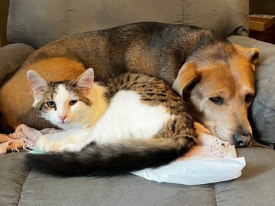 Pet Rescue: Meet Our Pet Family! Part 2