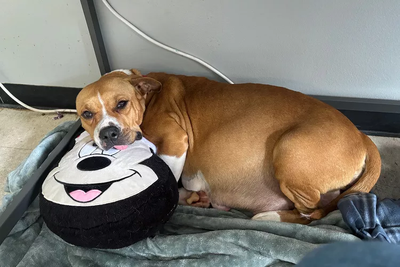 Pregnant Rescue Dog So Big She Couldn't Walk!