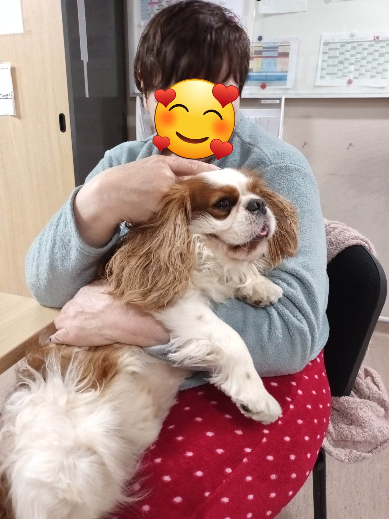 LE CHIEN AU QUOTIDIEN