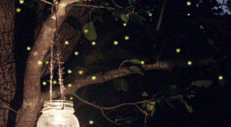 The fireflies camping