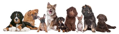 Puppy Training - What's the Best Dog Training Approaches? image