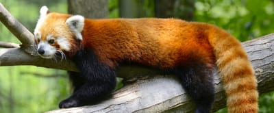 48 Km Zoo d’Arcachon image