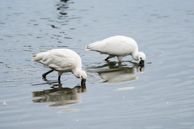32 Km Parc du Teich image