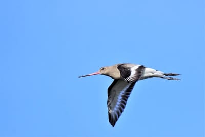 32 Km Parc du Teich image