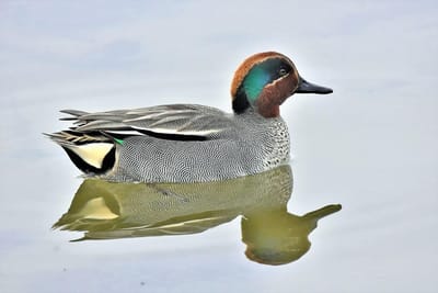 32 Km Parc du Teich image