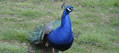 74 Km Animalia Parc Naujac image