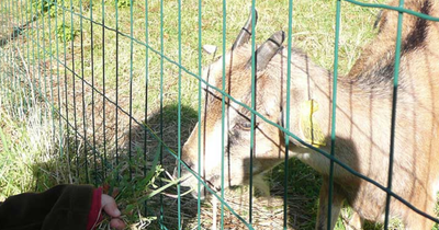 74 Km Animalia Parc Naujac image