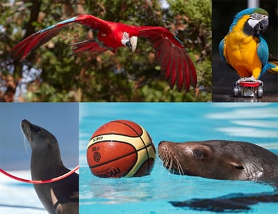 138 Km Zoo de la Palmyre image