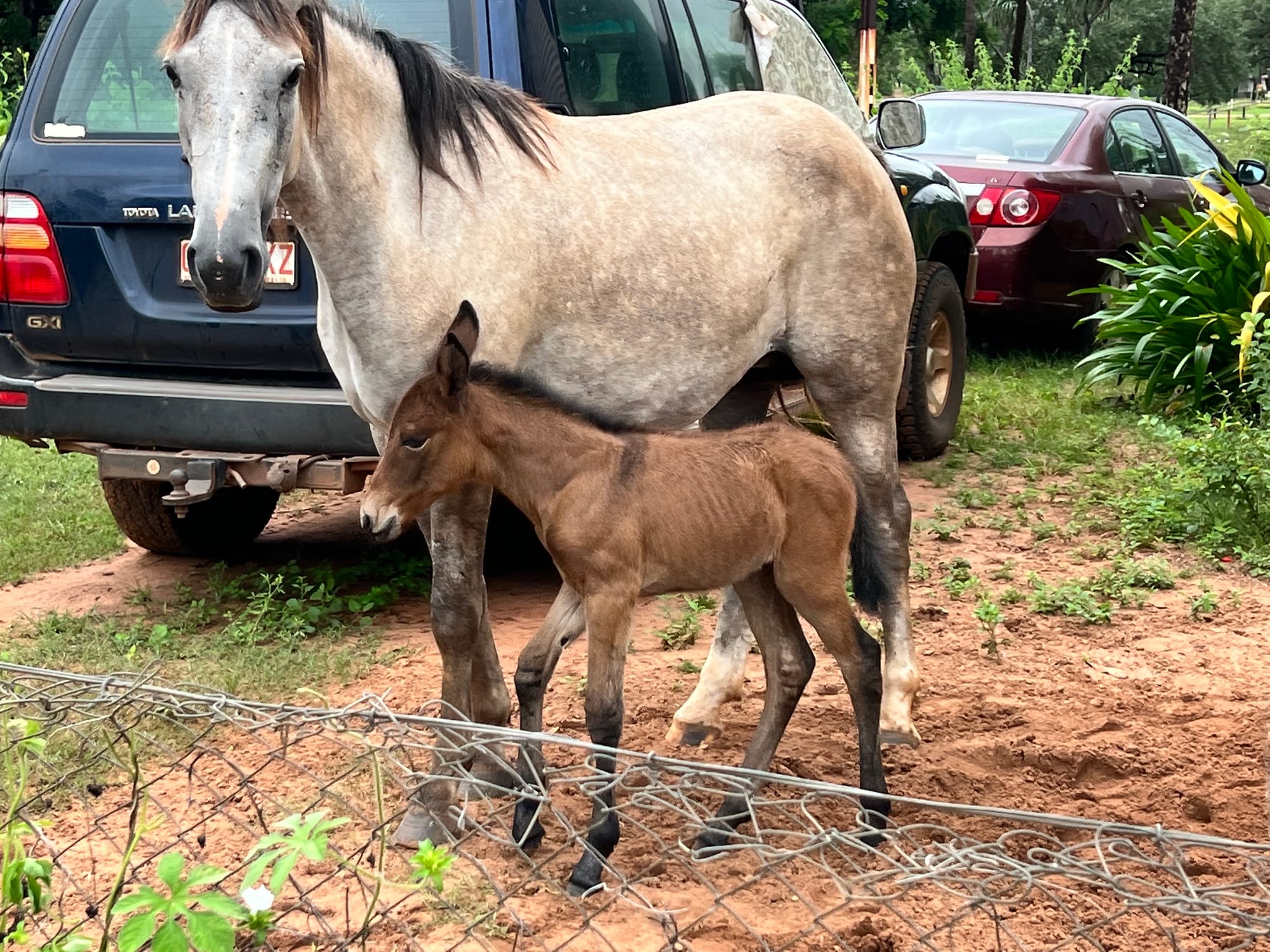 Snow Flake & Baby Mule