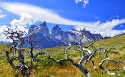 About S. Patagonia image