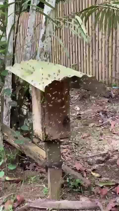 Our personal beehive