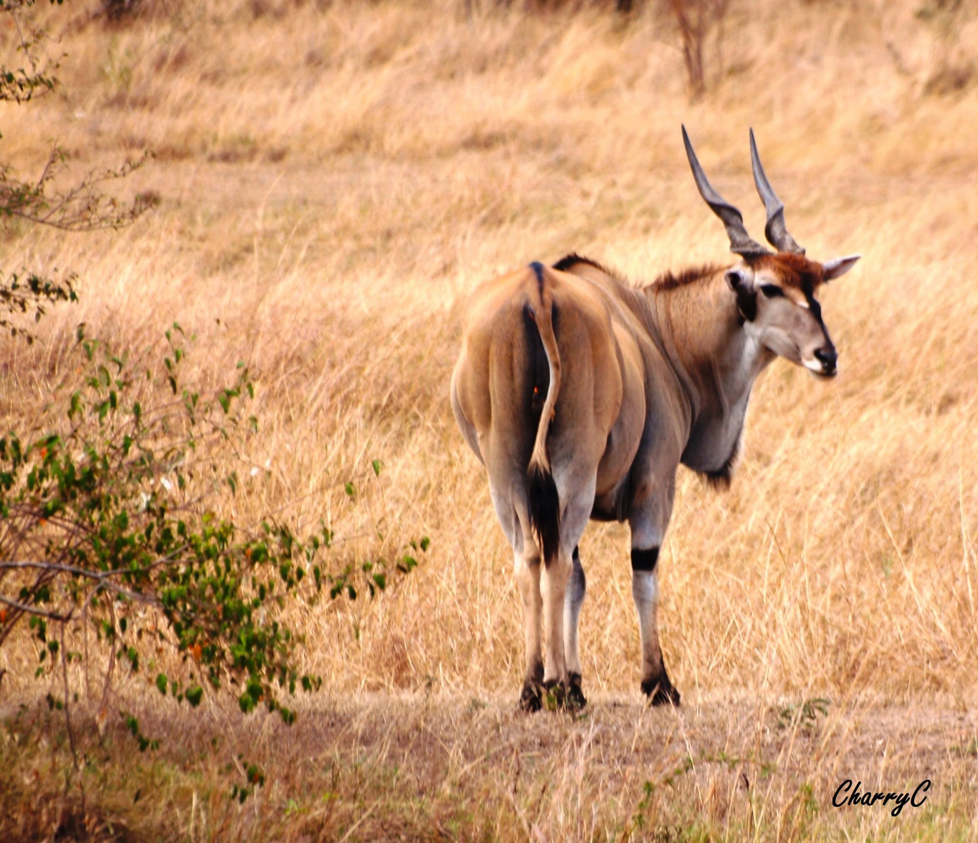 Eland Antelope