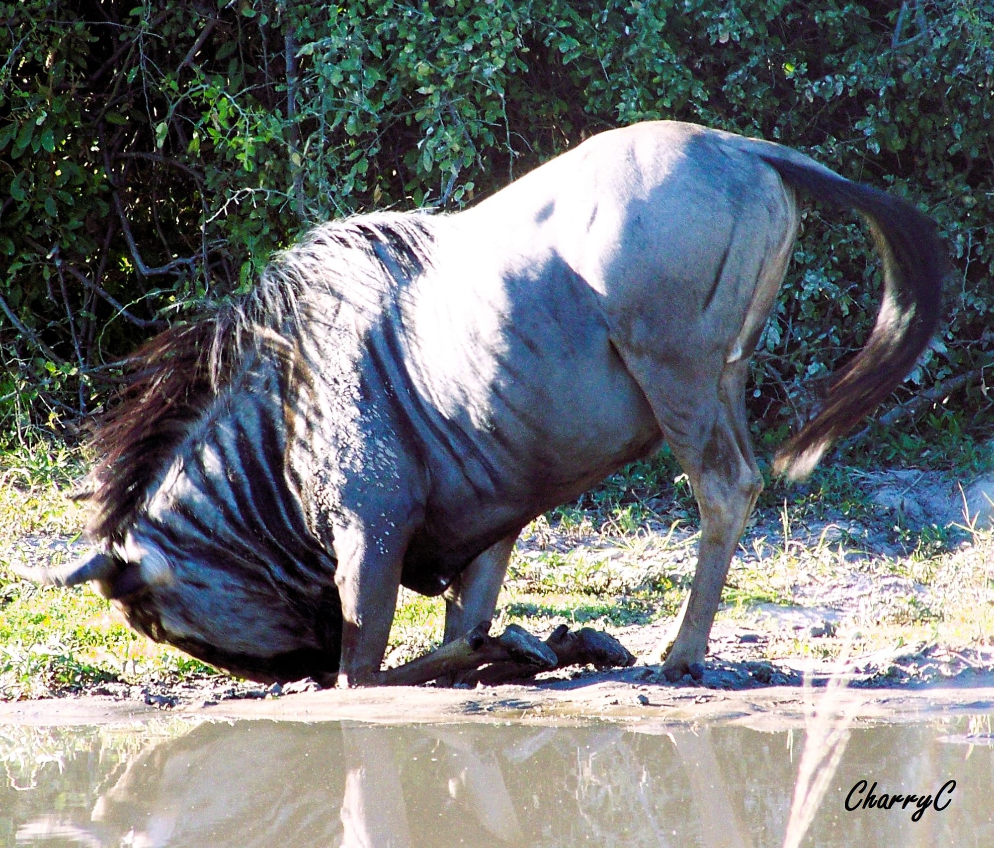 Wildebeest