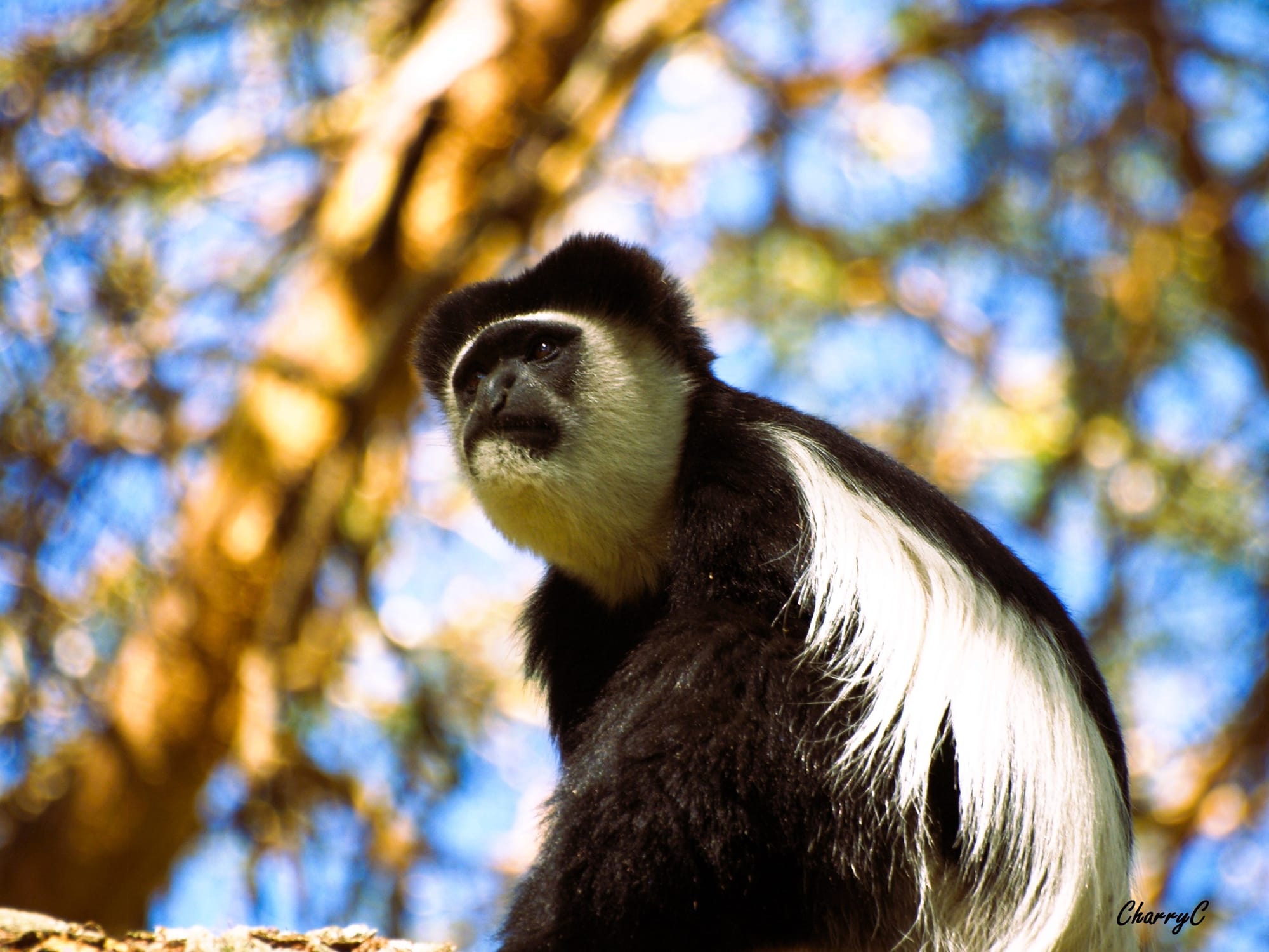 Colobus Monkey