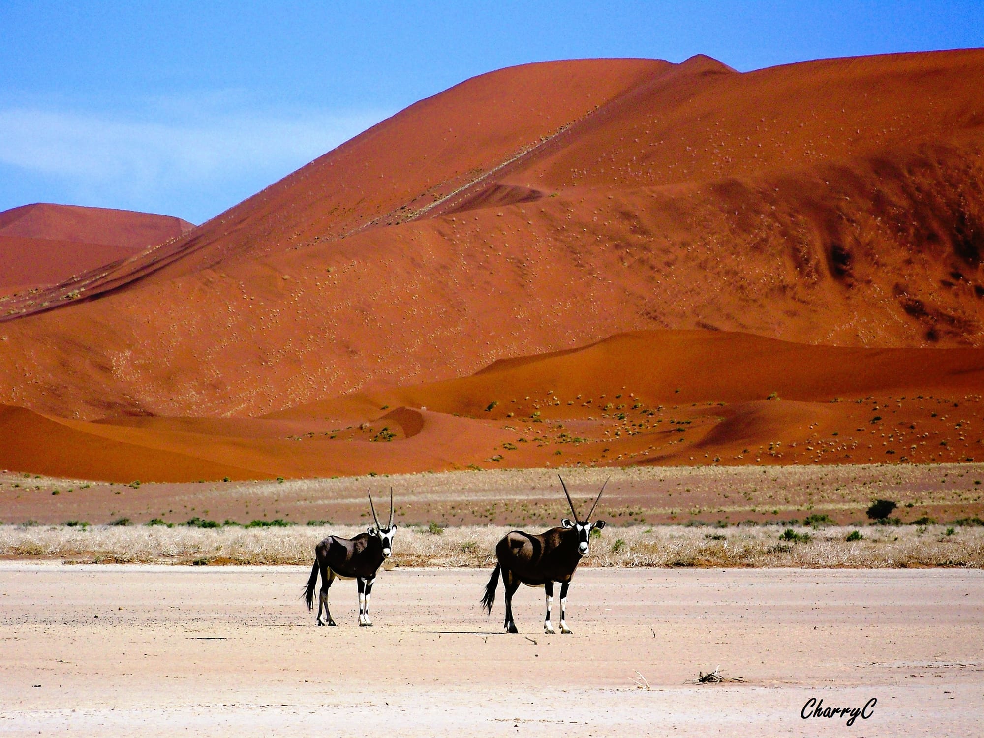 Oryx Antelope in the Desert Of Namibia