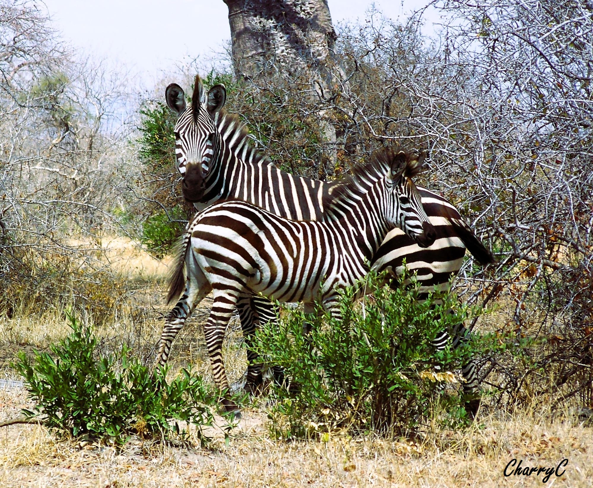 Zebra with Foal