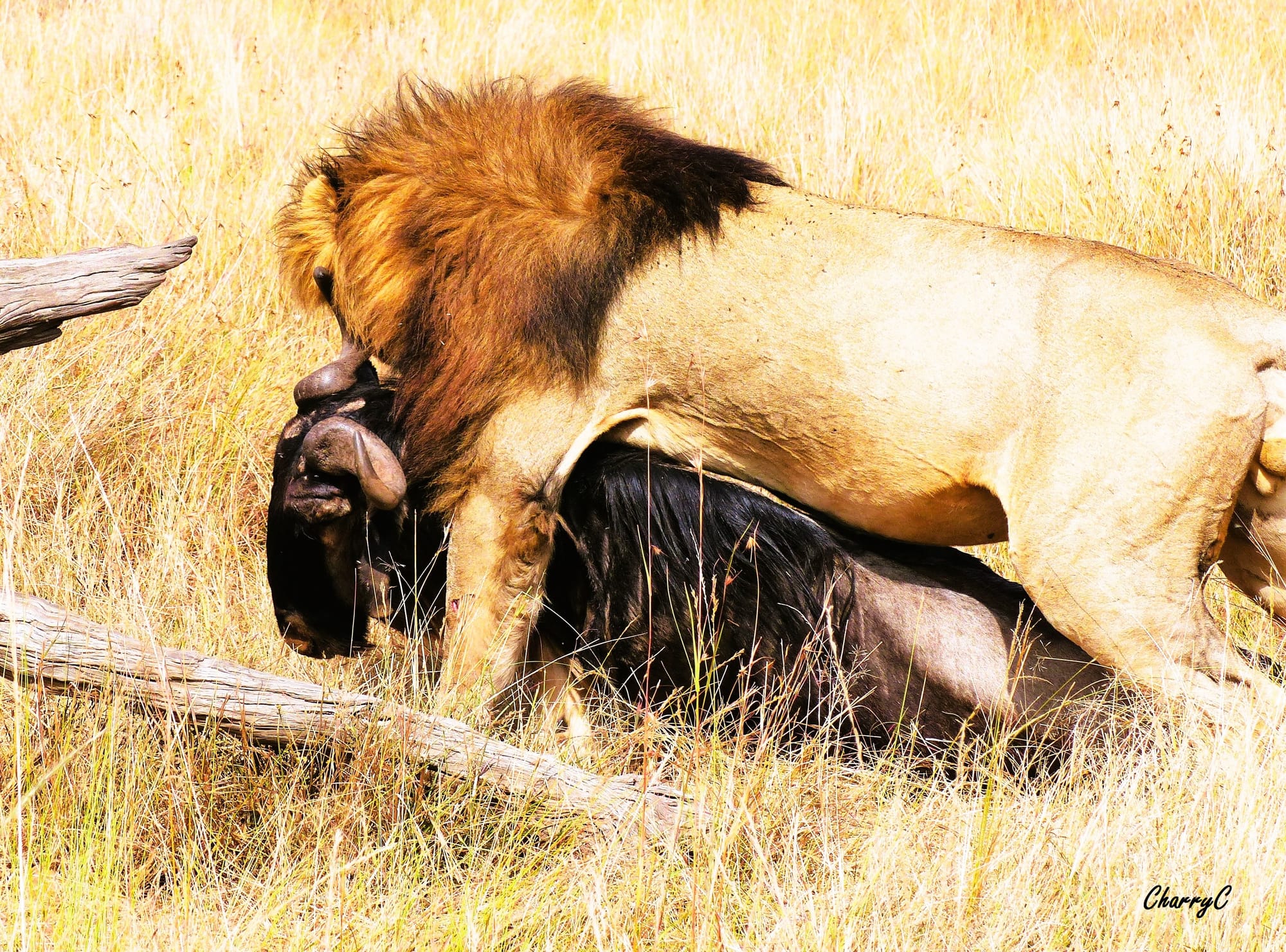 Male Lion dragging his Wildebeest kill
