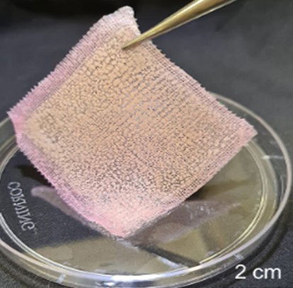 Cartilage Tissue Engineering