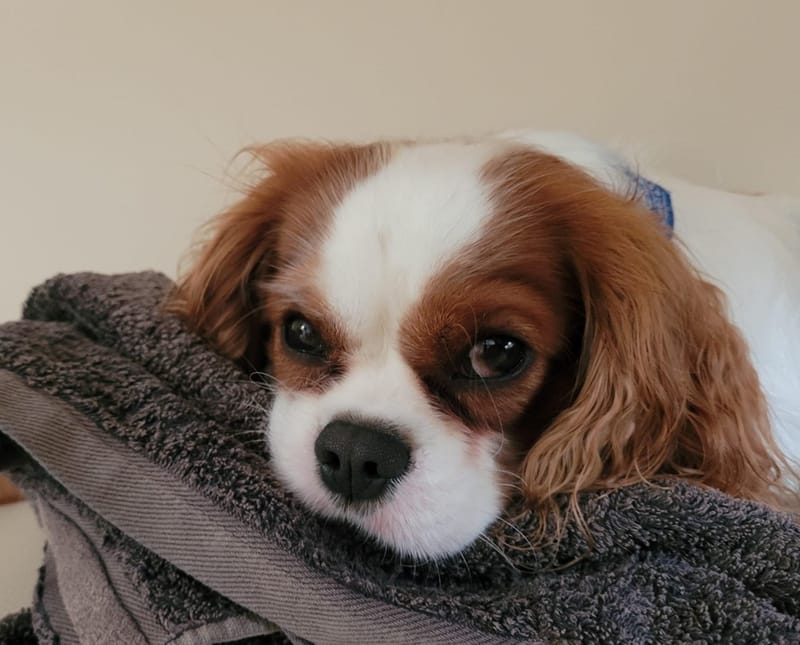 ANIMAUX DE COMPAGNIE