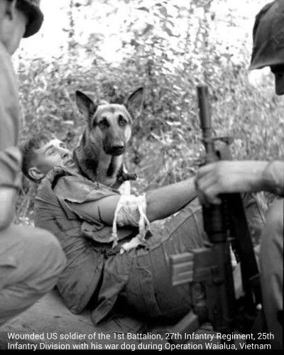 Vietnam War Wounded US soldier of the 1st Battalion, 27th Infantry Regiment, 25th Infantry Division with his war dog during Operation