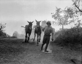 WW1 1916 Driver taking mules for water