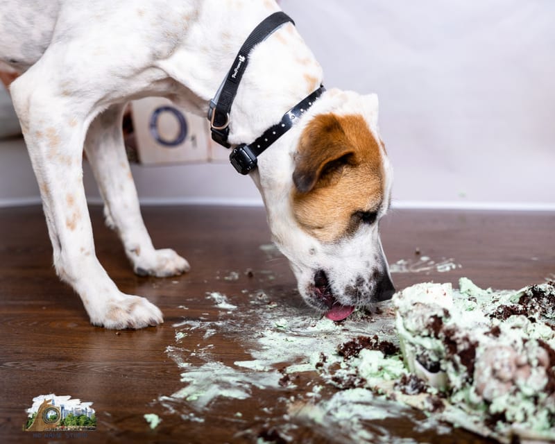 סמאשקייק, קייק סמאש או פשוט צילומי גיל שנה  רגעים מתוקים מחגיגת יום הולדת הראשונה של הבייבי.